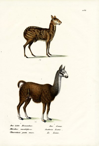 Siberian Musk Deer by Karl Joseph Brodtmann